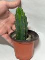 San Pedro Cactus