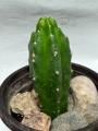 Trichocereus pachanoi 'Monstrose'