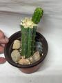 Crested San Pedro Cactus with Normal Offset