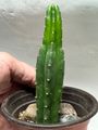 San Pedro Cactus