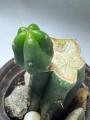 Bridgesii Monstrose Cactus (SS02 x Einsteinii)
