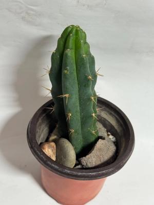 San Pedro Cactus