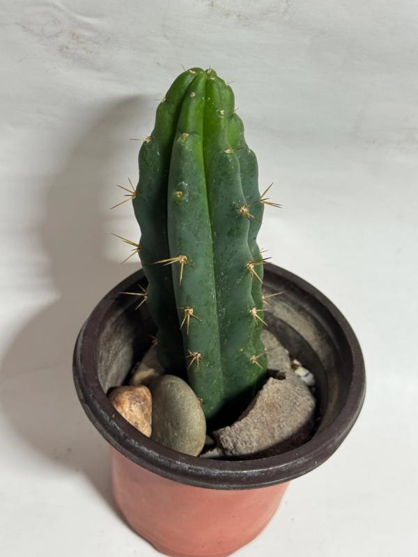 San Pedro Cactus