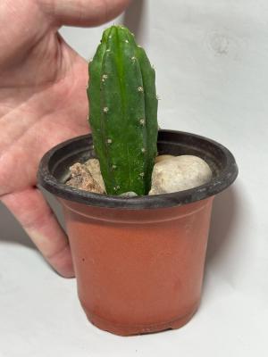 Trichocereus pachanoi 'Monstrose'