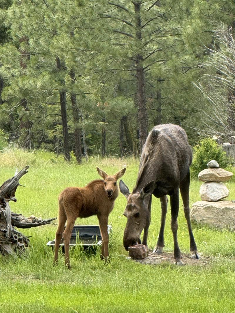Moose Mother & Calf Grazing