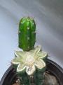 Crested San Pedro Cactus with Normal Offset