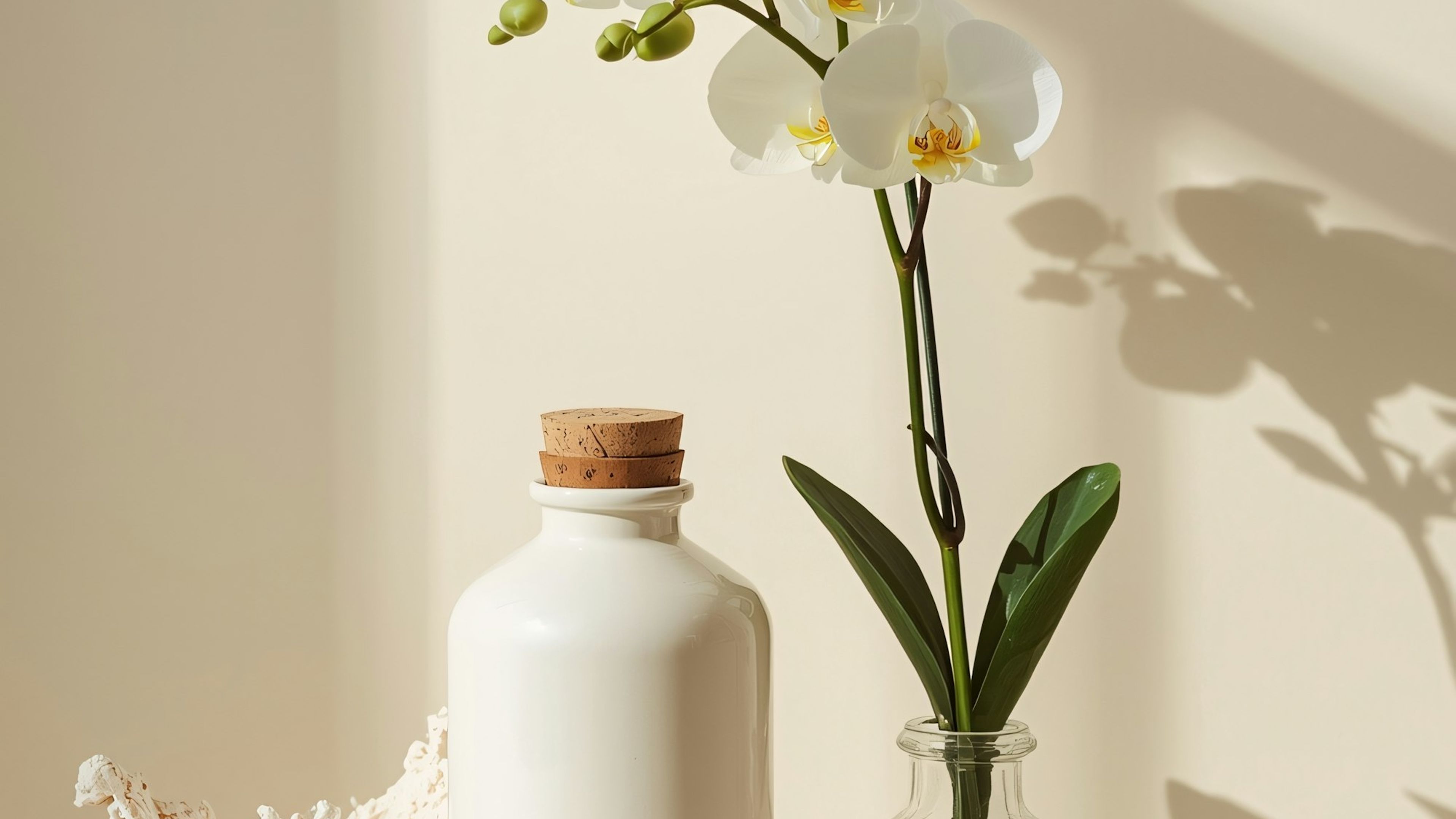 A white orchid in a minimal pot