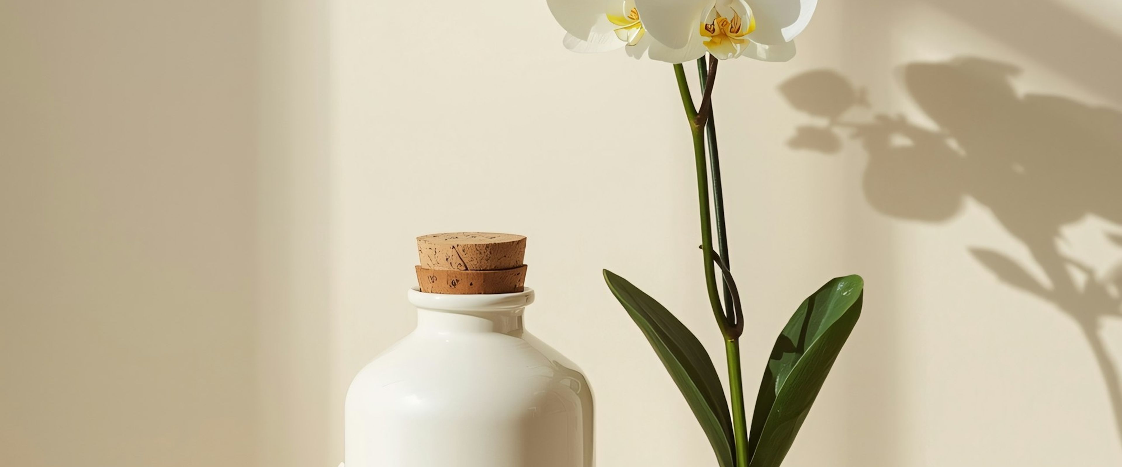 A white orchid in a minimal ceramic pot