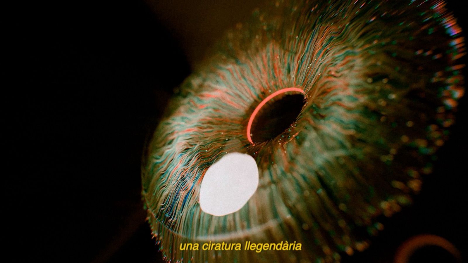 Vinya del Drac — fotograma 5