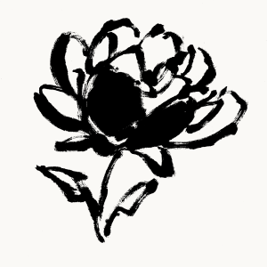 Black ink illustration of a peony flower