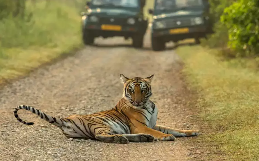 Dhikala Zone: The Wild Heart of Jim Corbett National Park