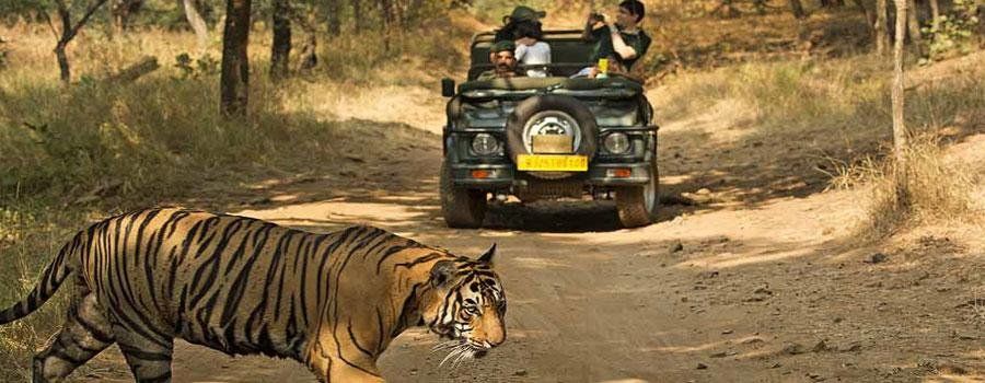 Tigers in Jim Corbett