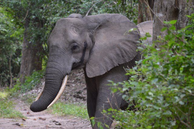 Devsha Jungle Resort