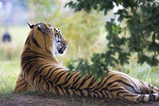 Jim Corbett Wildlife Safari