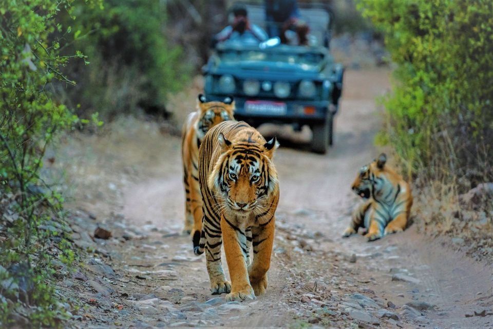 Devsha Jungle Resort