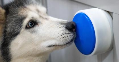 wireless button allows dogs to control home appliances on their own