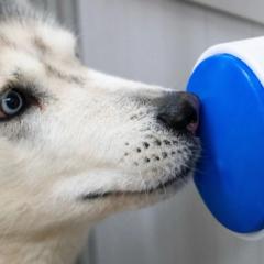 wireless button allows dogs to control home appliances on their own