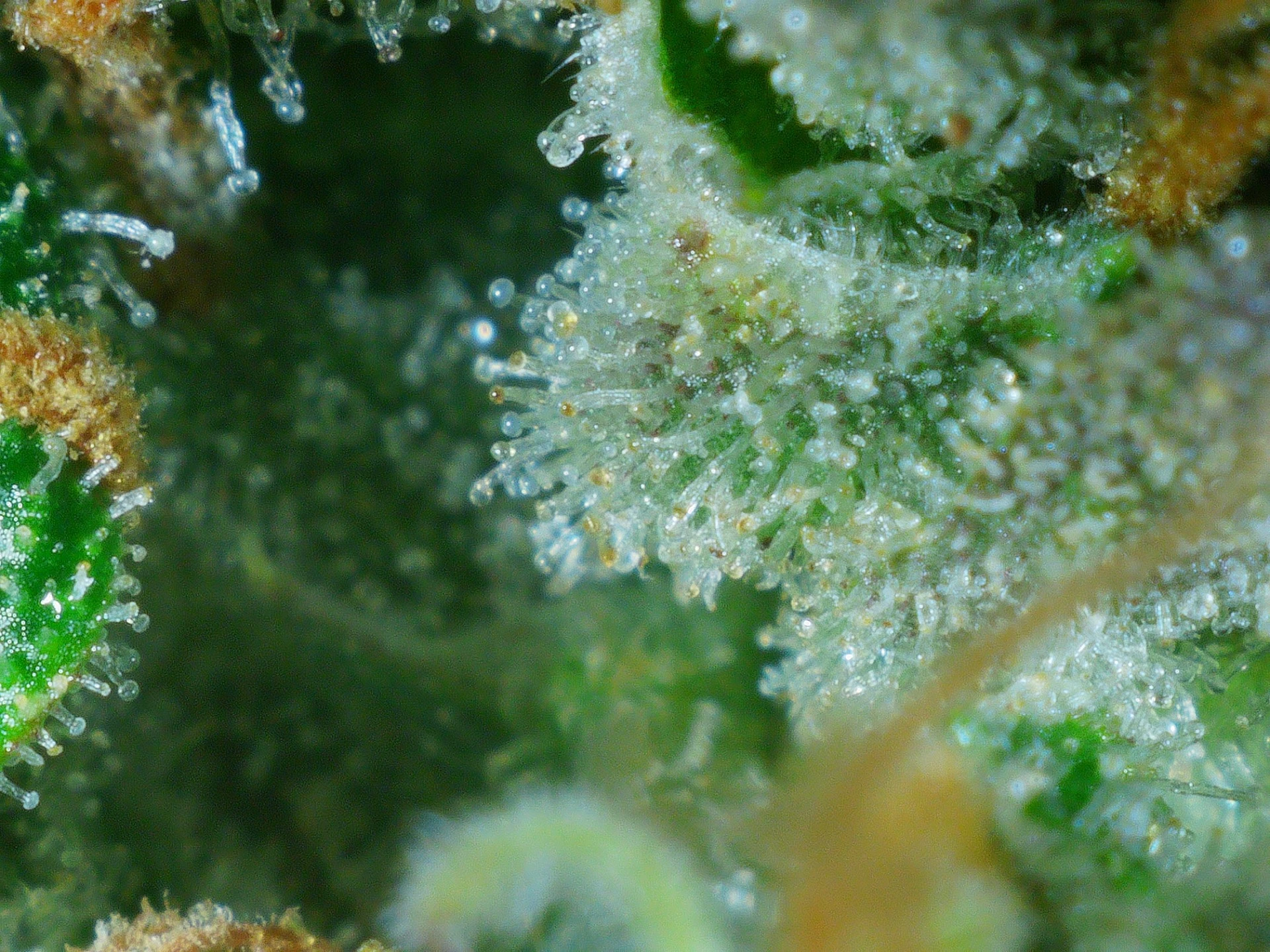 Osvědčení a certifikace