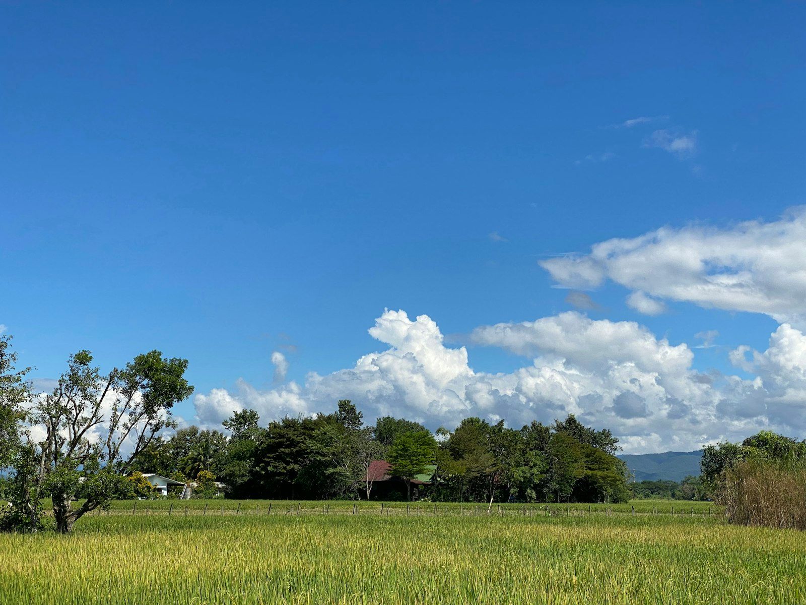 Wellness and Markets