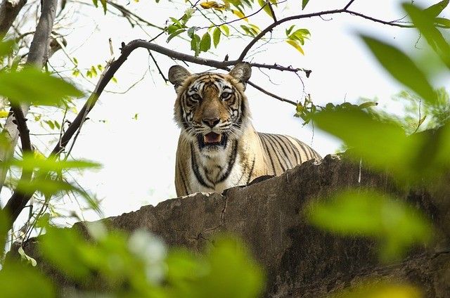 Ranthambore Wild Edge