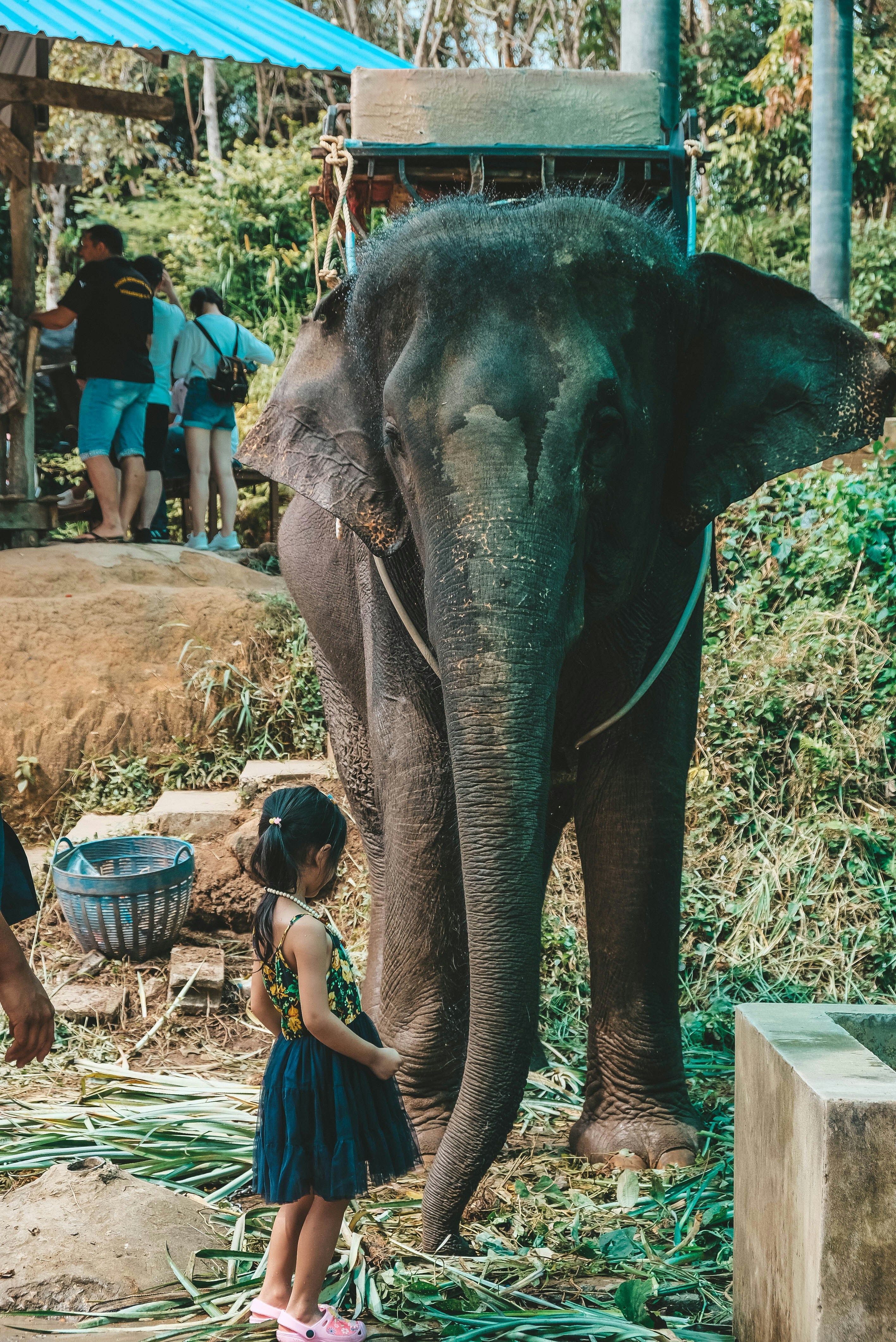 Elephant Sanctuary Landscape
