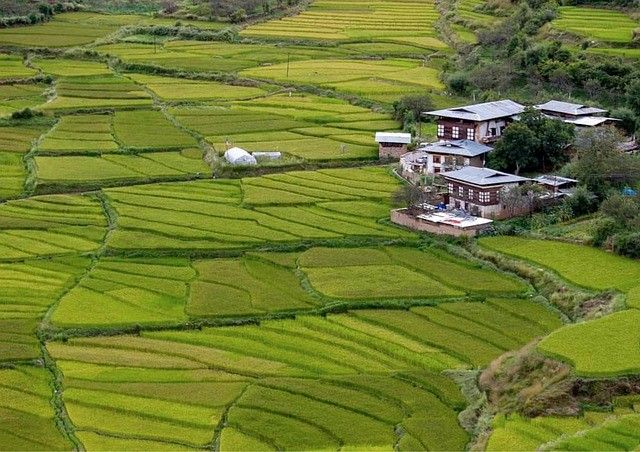 Chimi Lhakhang Trail