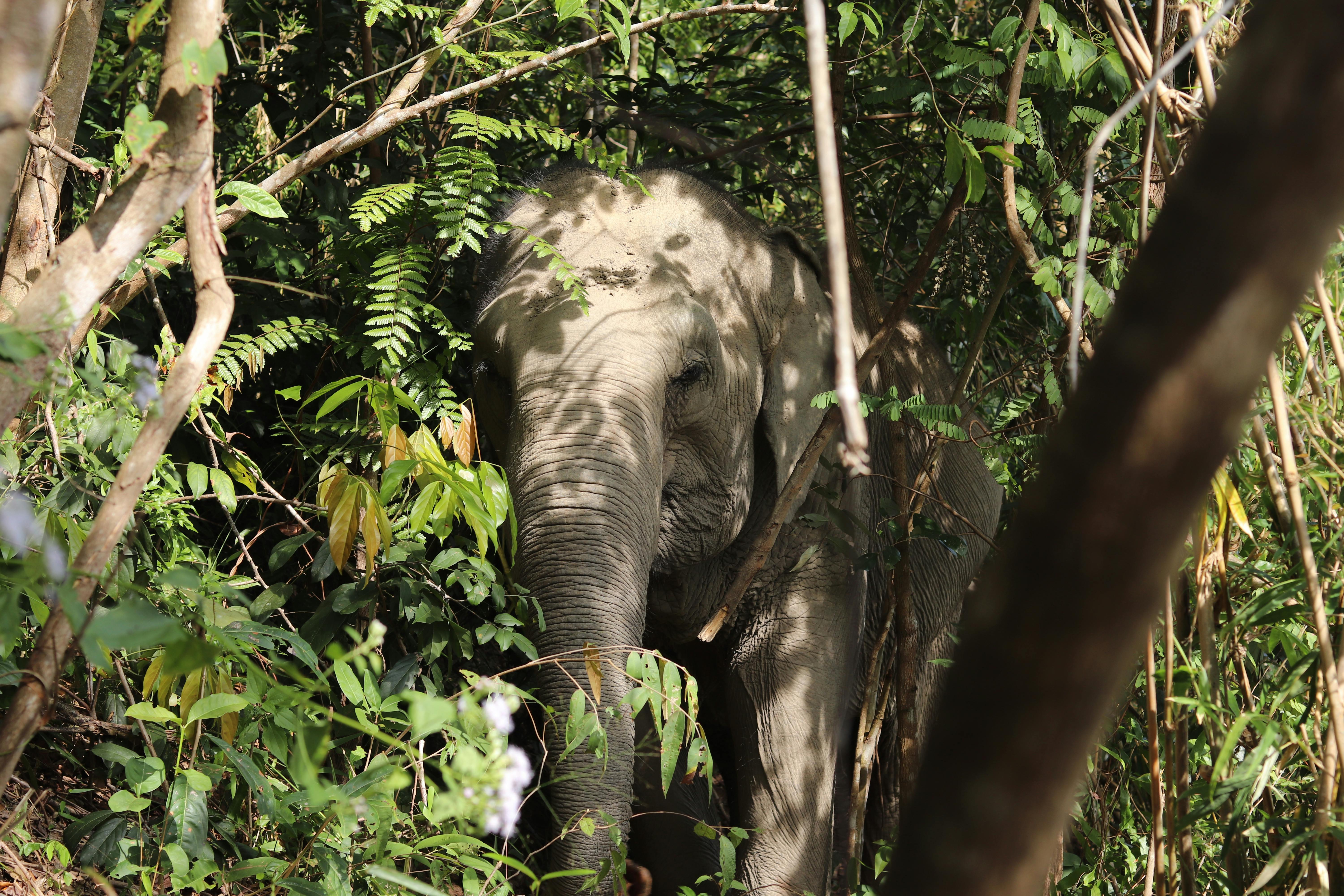 Ethical Elephant Encounters