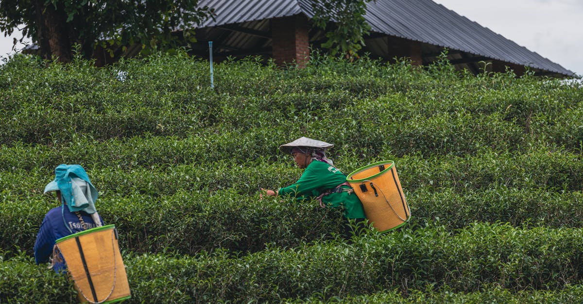 Tea Terraces of the Northern Hills