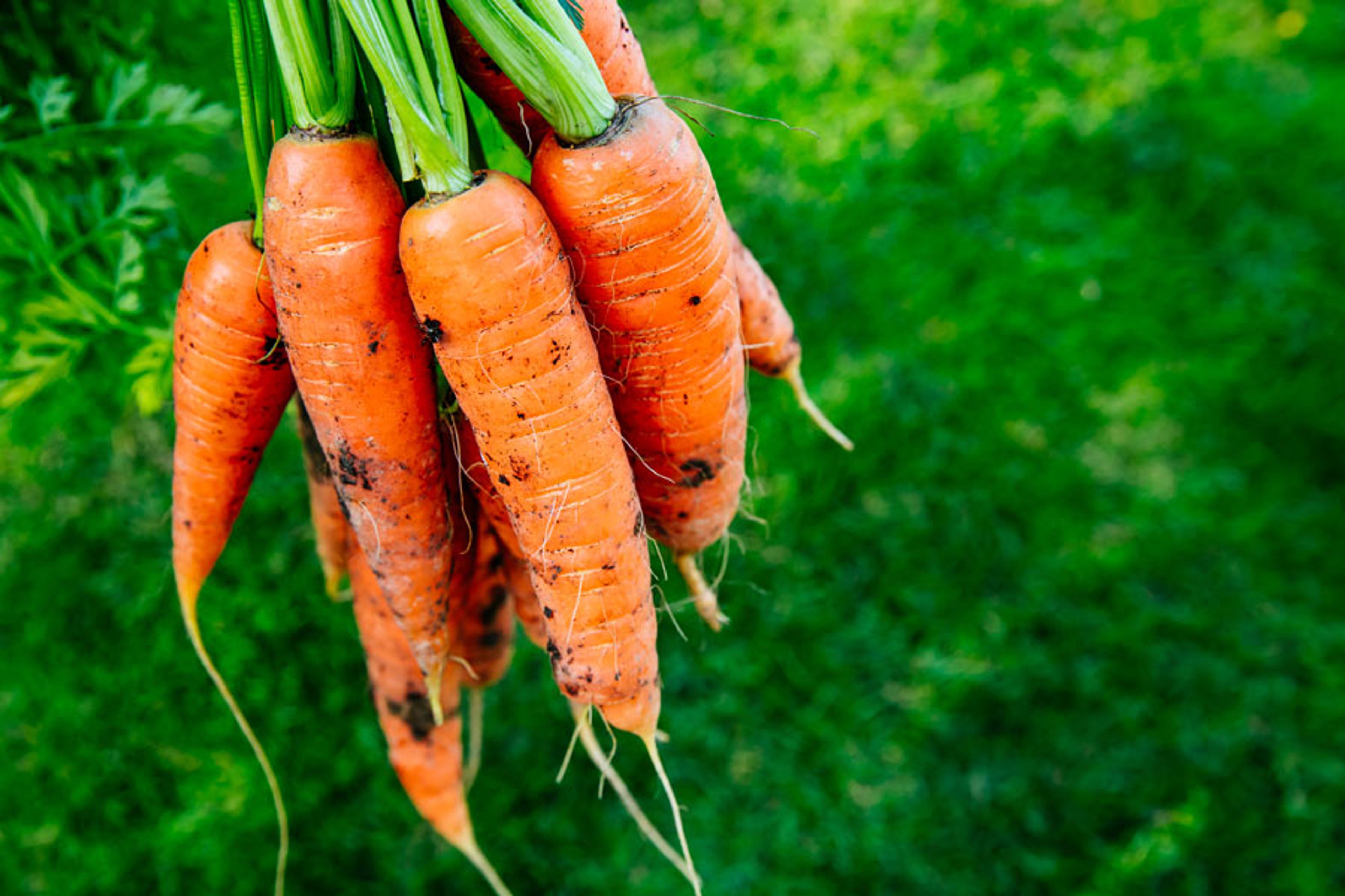 5 Food Varieties that help fight Cancer