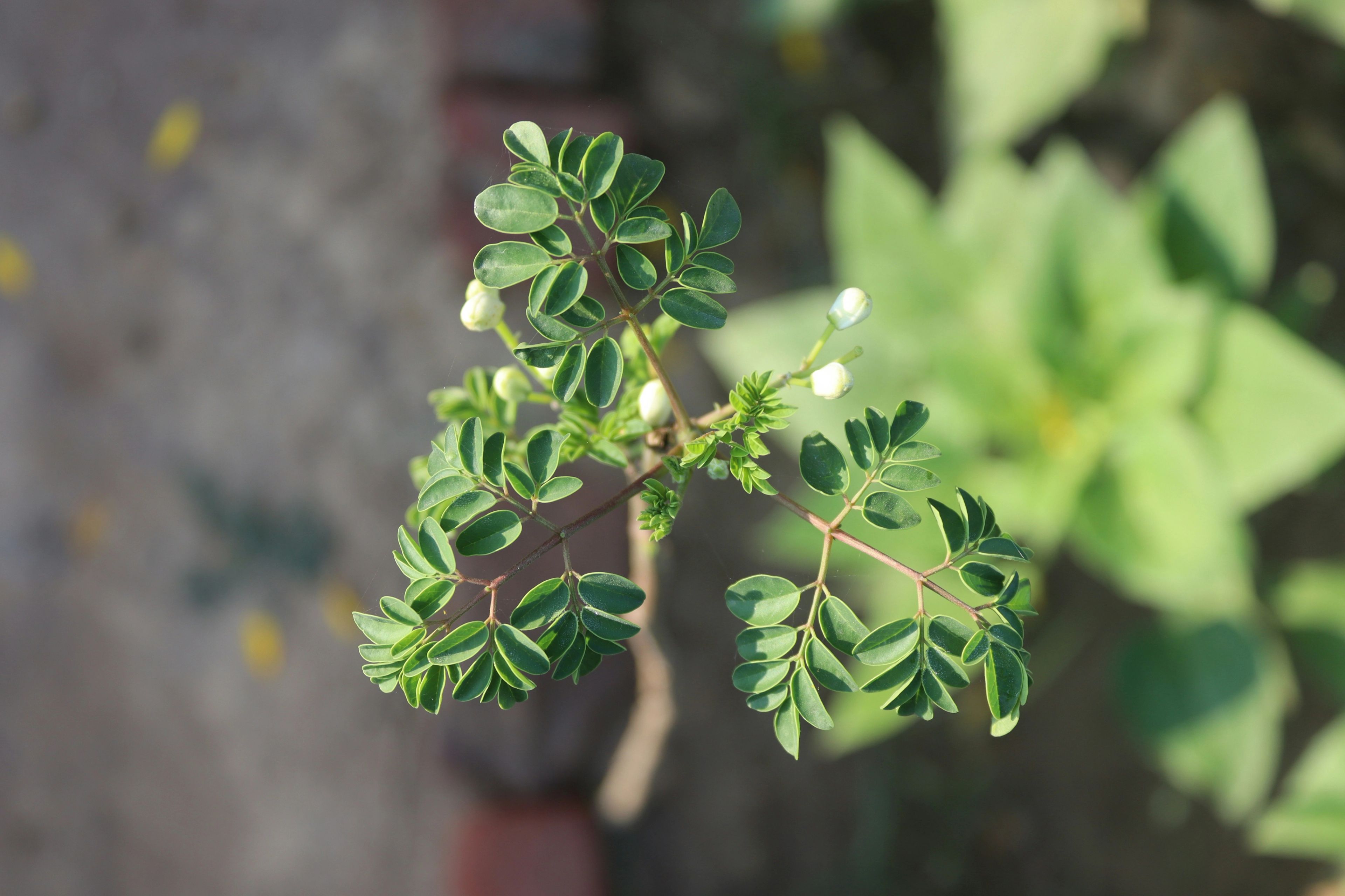 Moringa plant