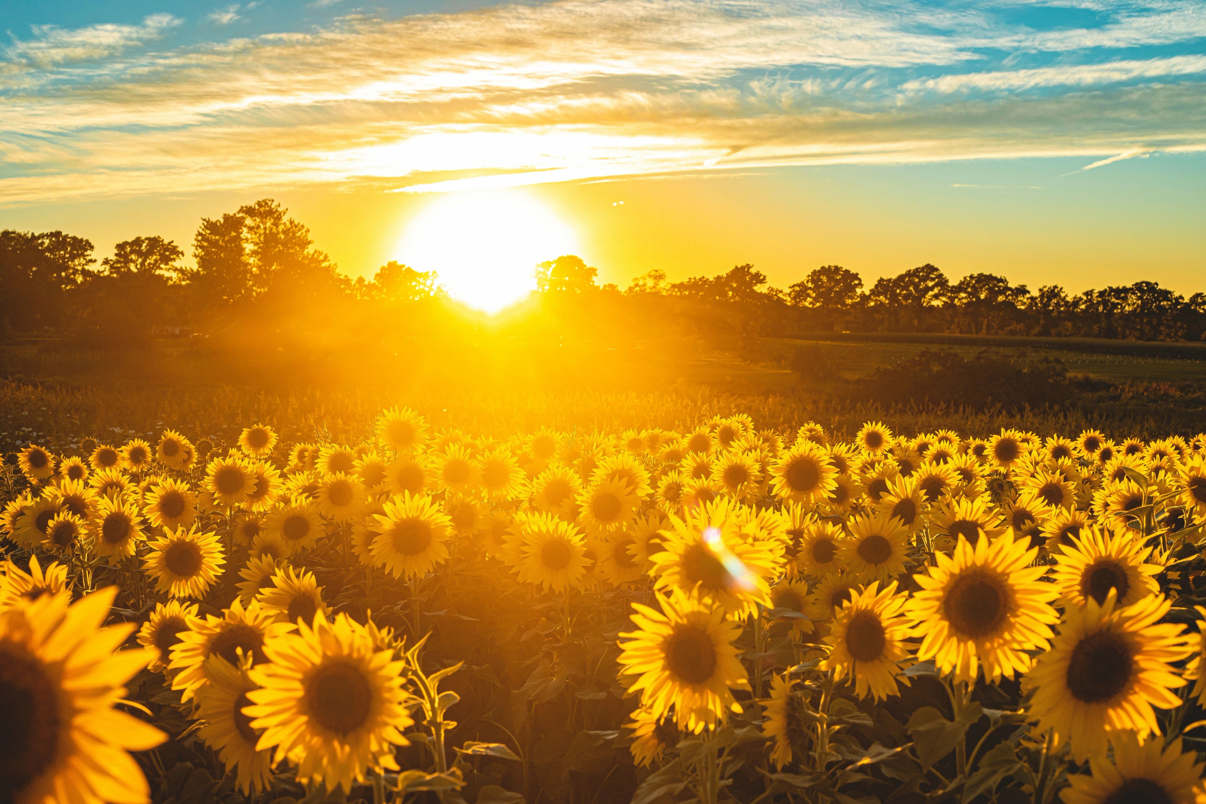 sunflowers with sunshine