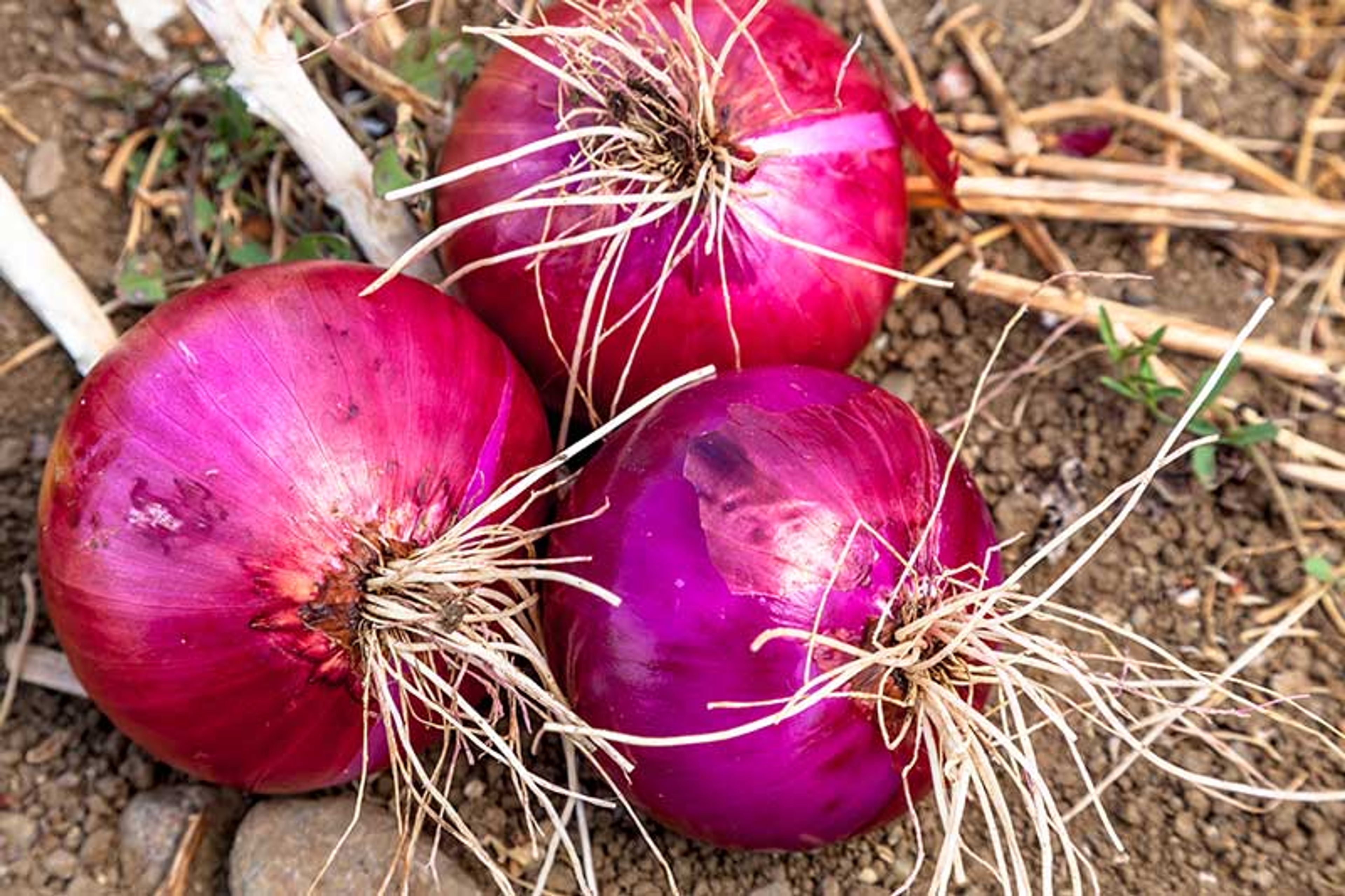 Red Onions on the ground