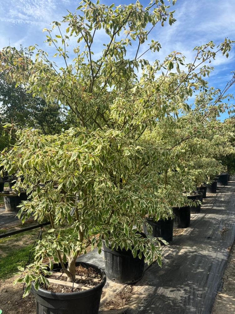 A green tree in a large black pot at a garden centre