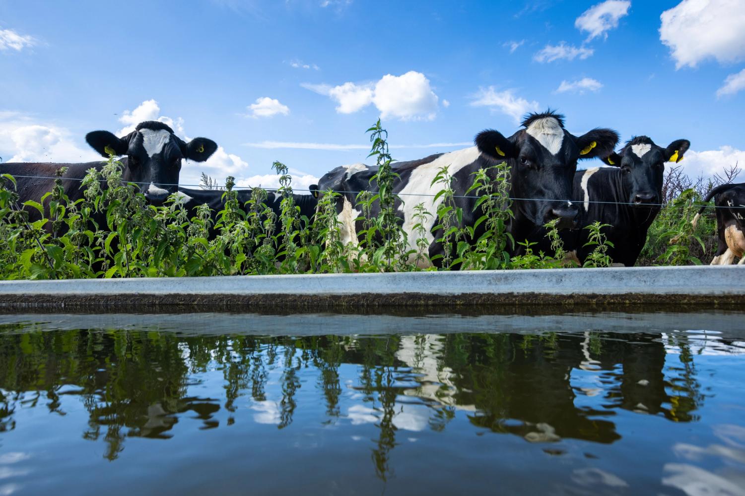 A group of black and white cows near a trough filled with water