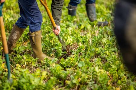 Farmers tend to their crops in a field