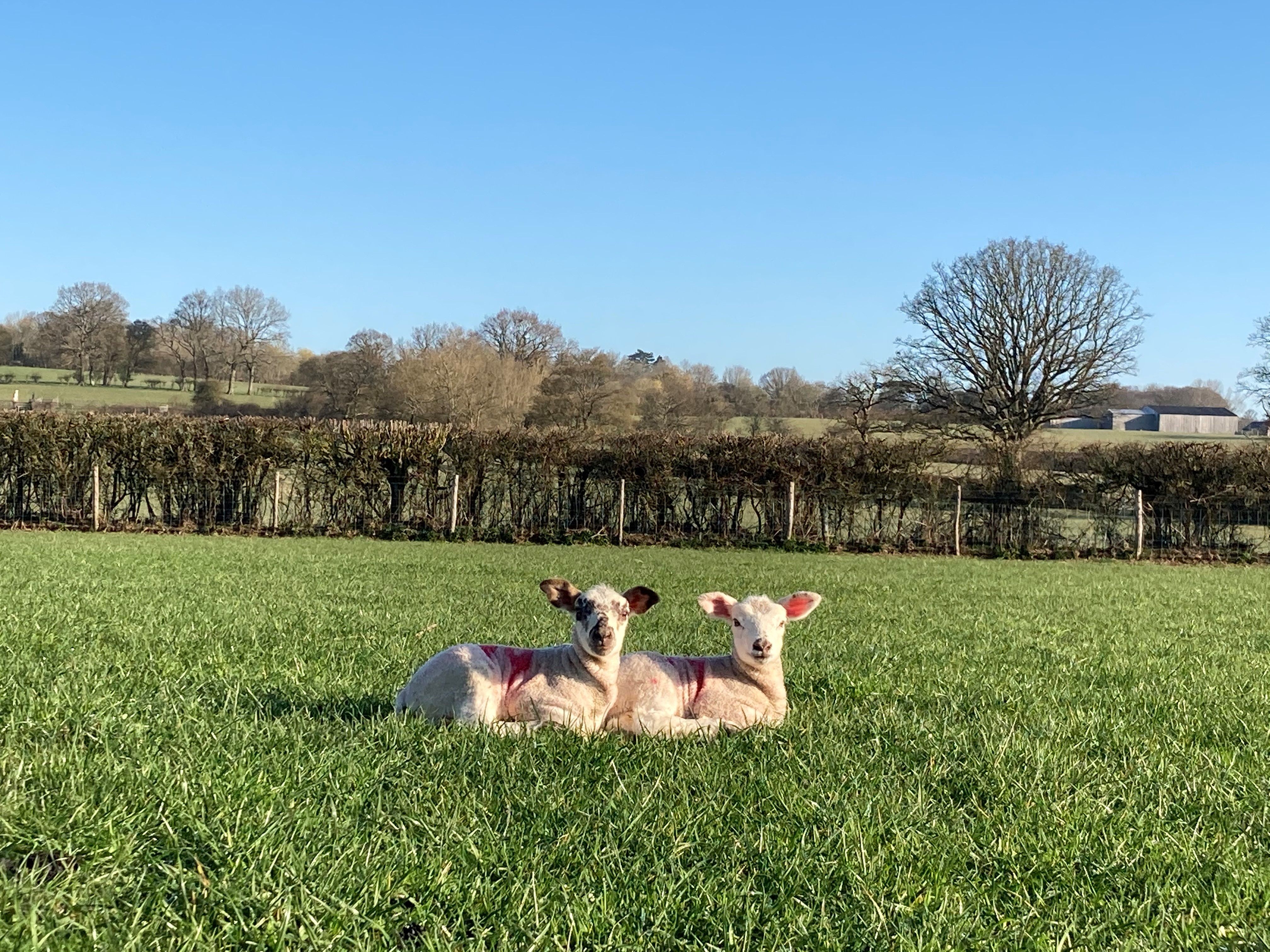 Two lambs lay down in a green field