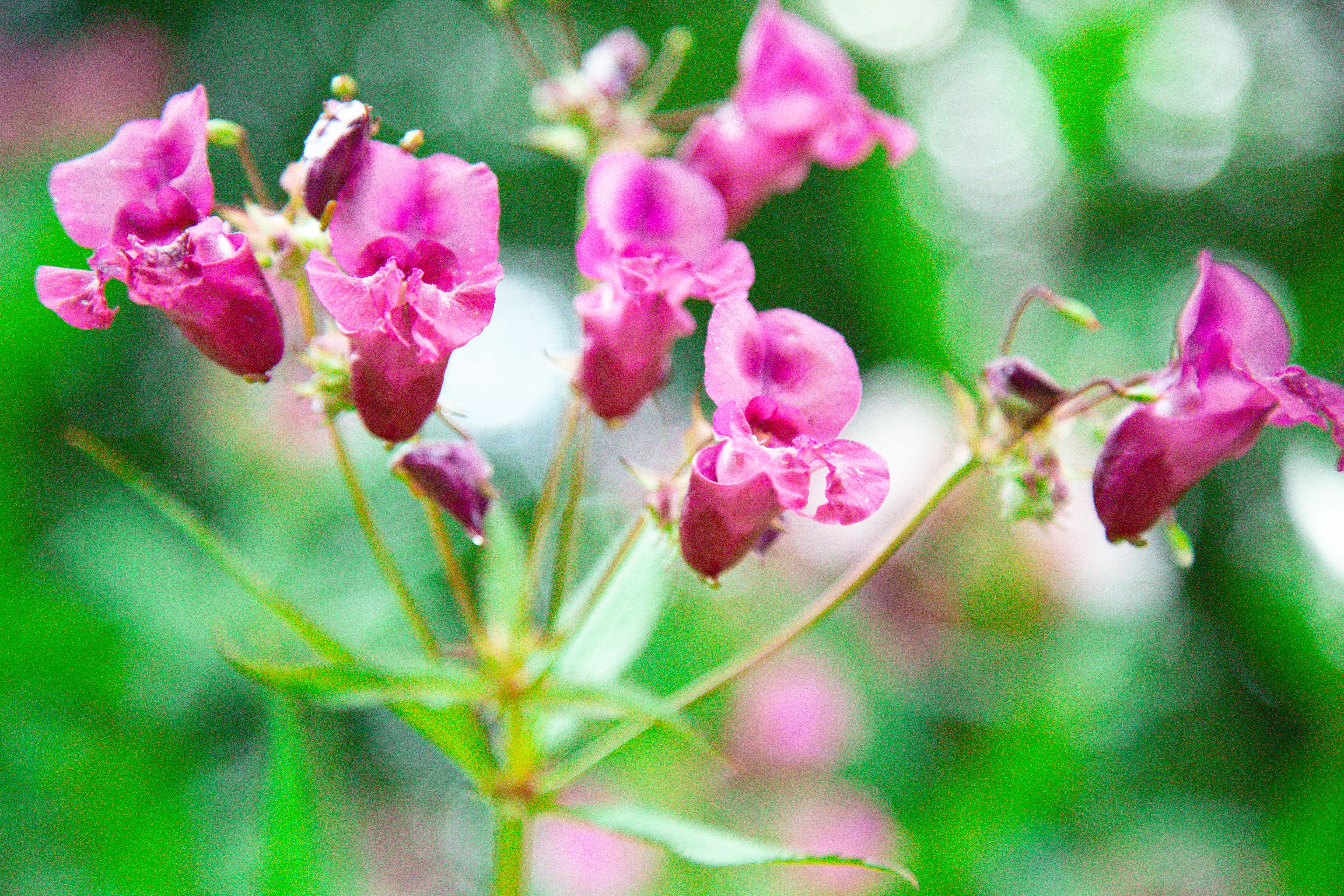 four pink coloured flowers
