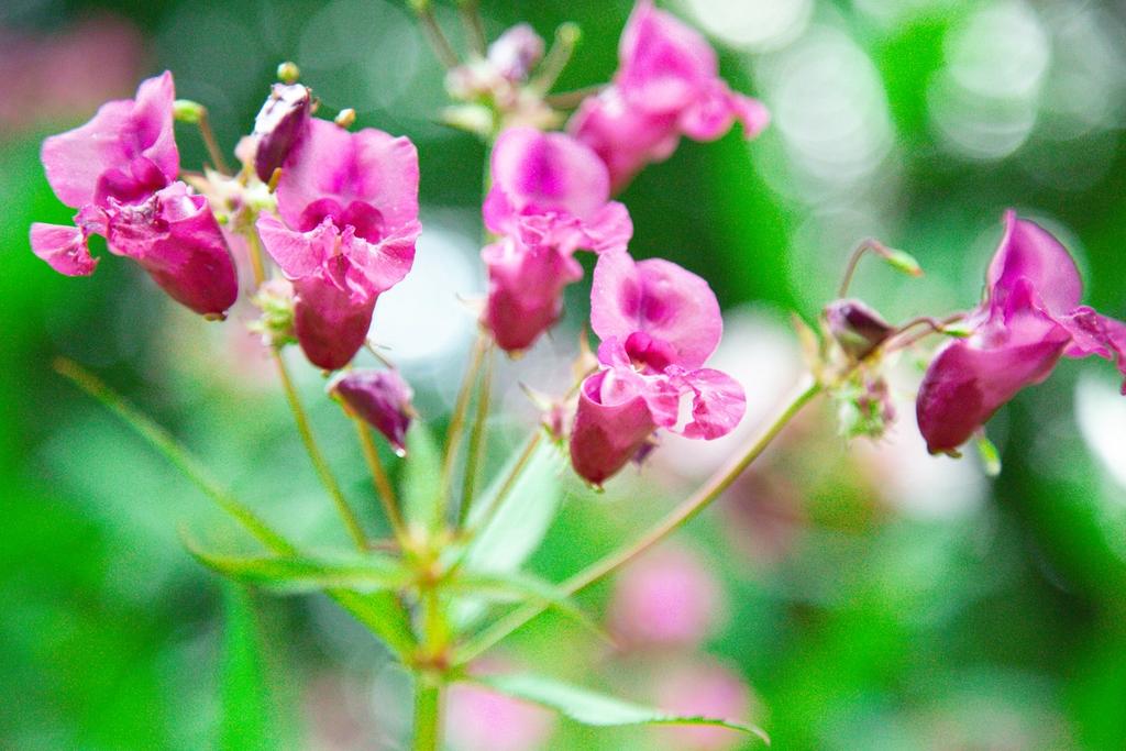 four pink coloured flowers
