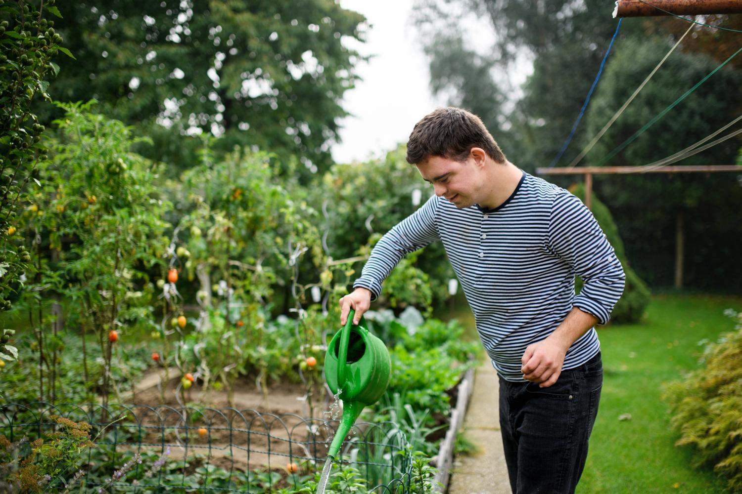 A man waters a plot in an allotment