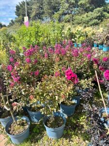 Potted pink flowers for sale at a garden centre