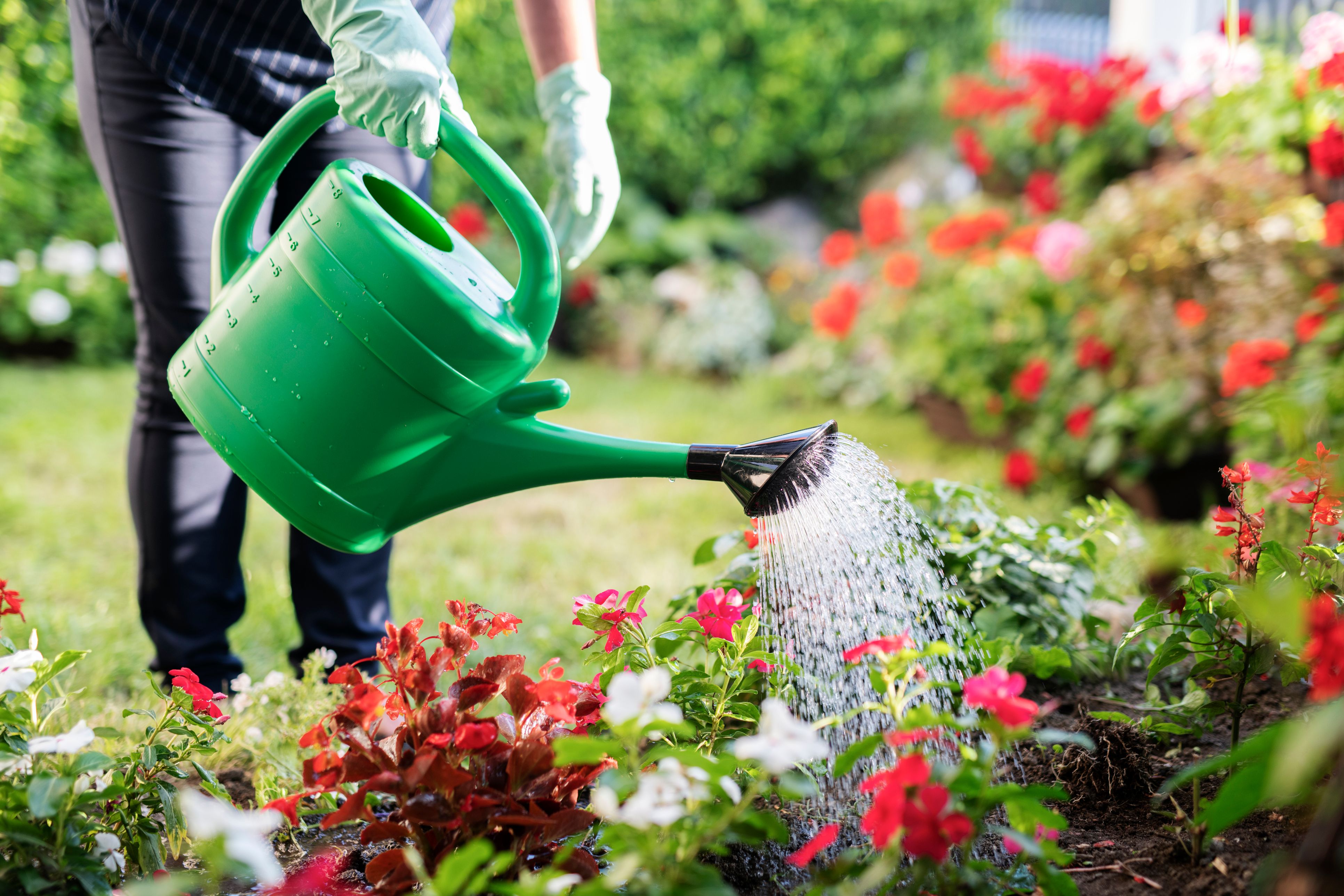 A watering can watering flowers in a garden