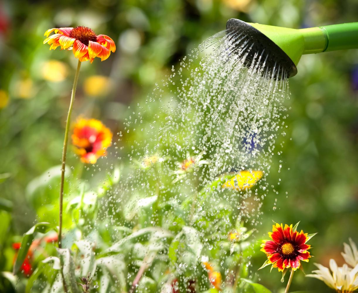 A watering can watering some flowers in a garden