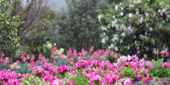 Garden with pink flowers