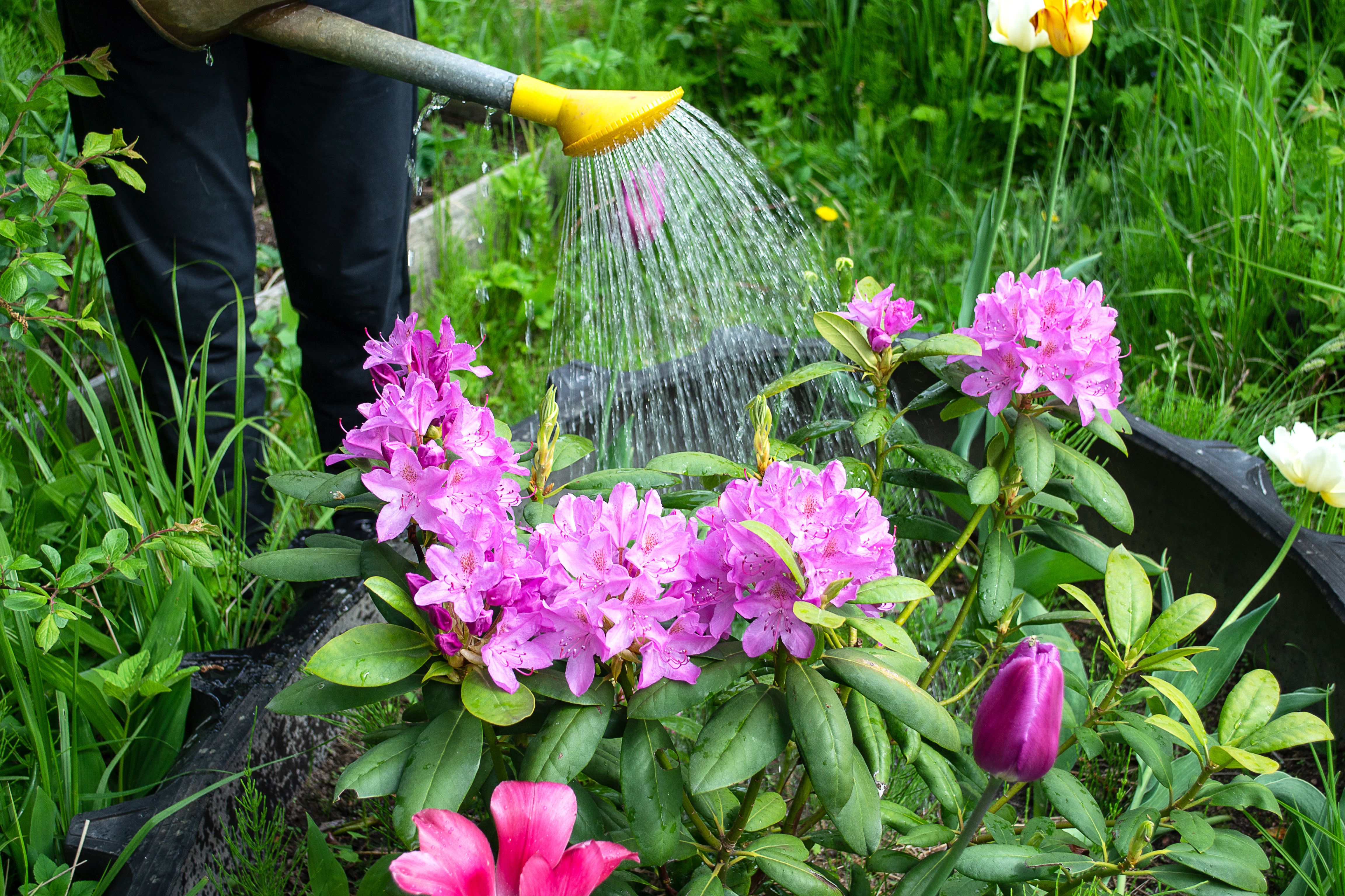 A person uses a watering can to water flowers in a garden