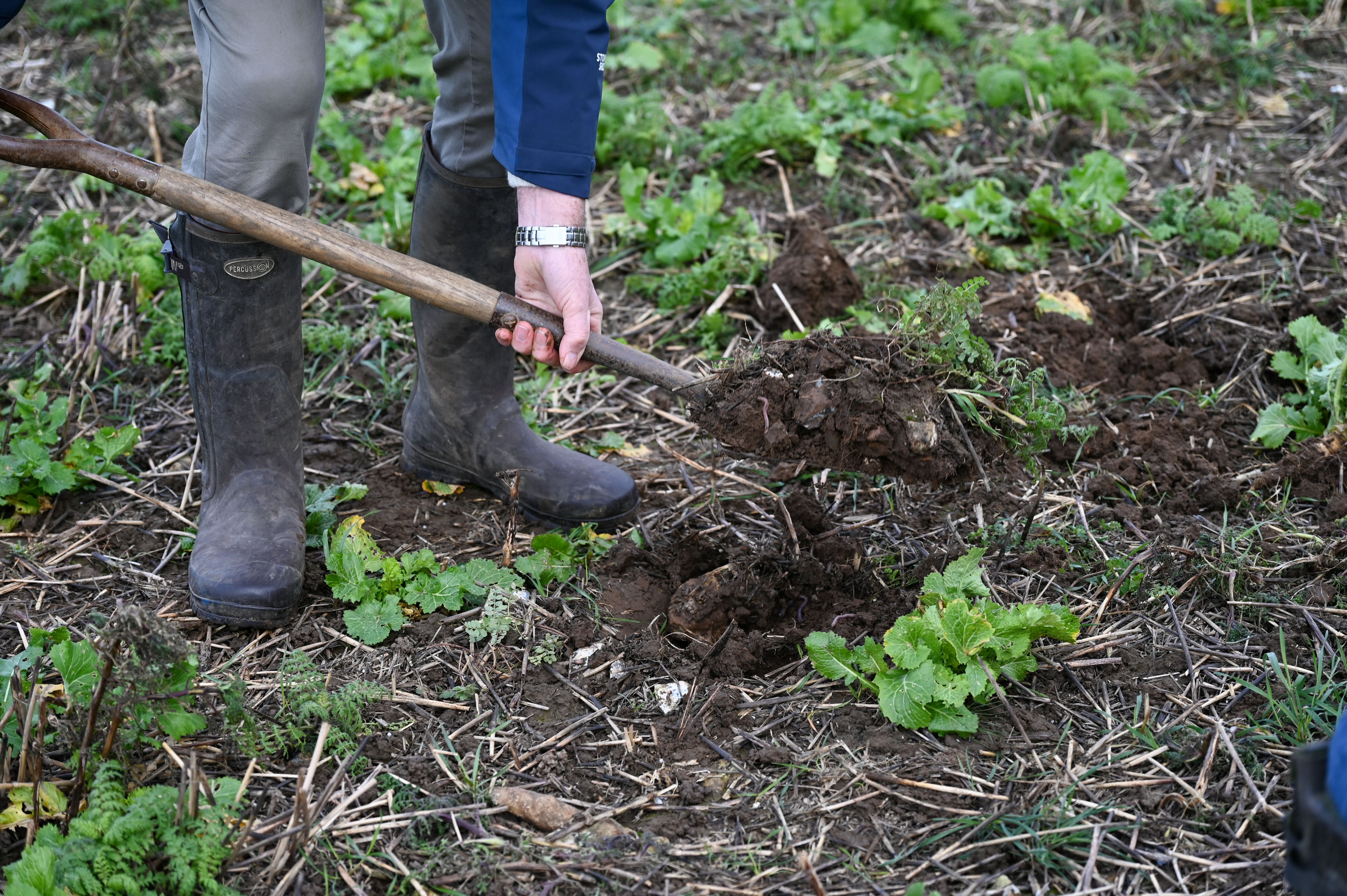 A man using a spade to move around soil for crops in a field