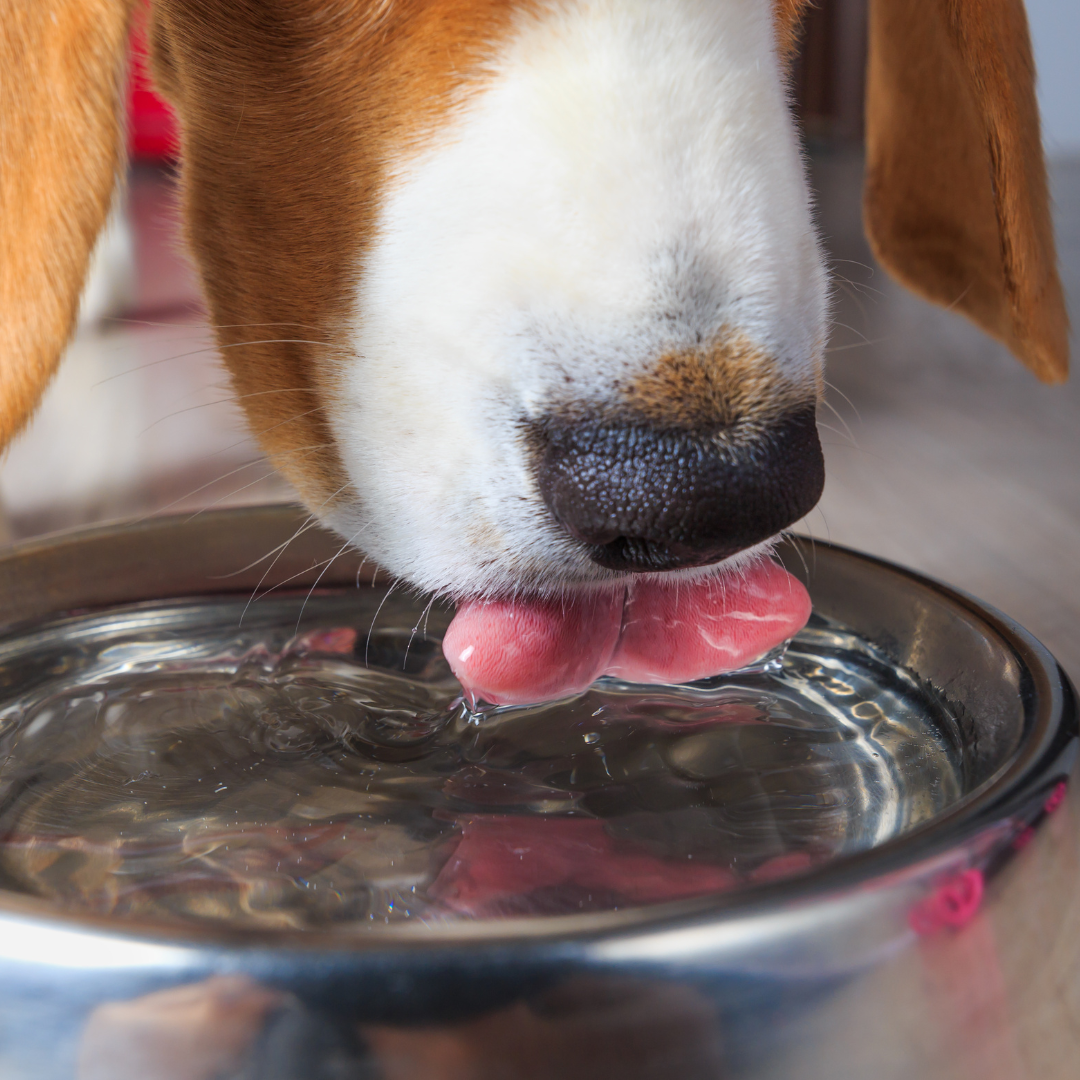 A beagle dog drinking water from a bowl.