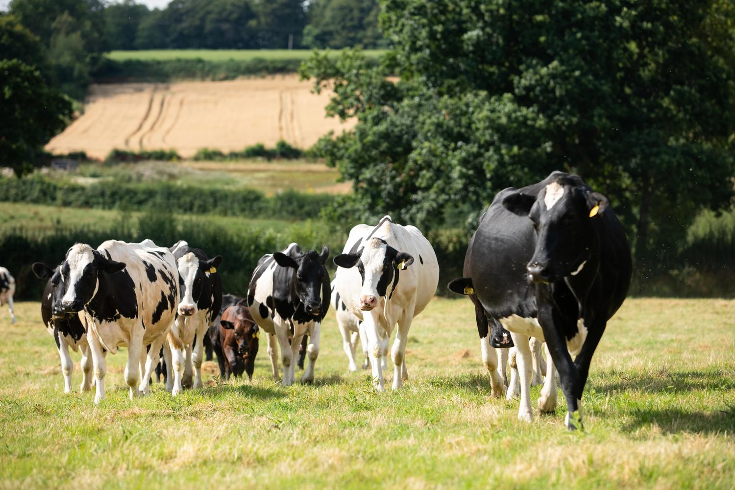 Image of cows walking through a field 