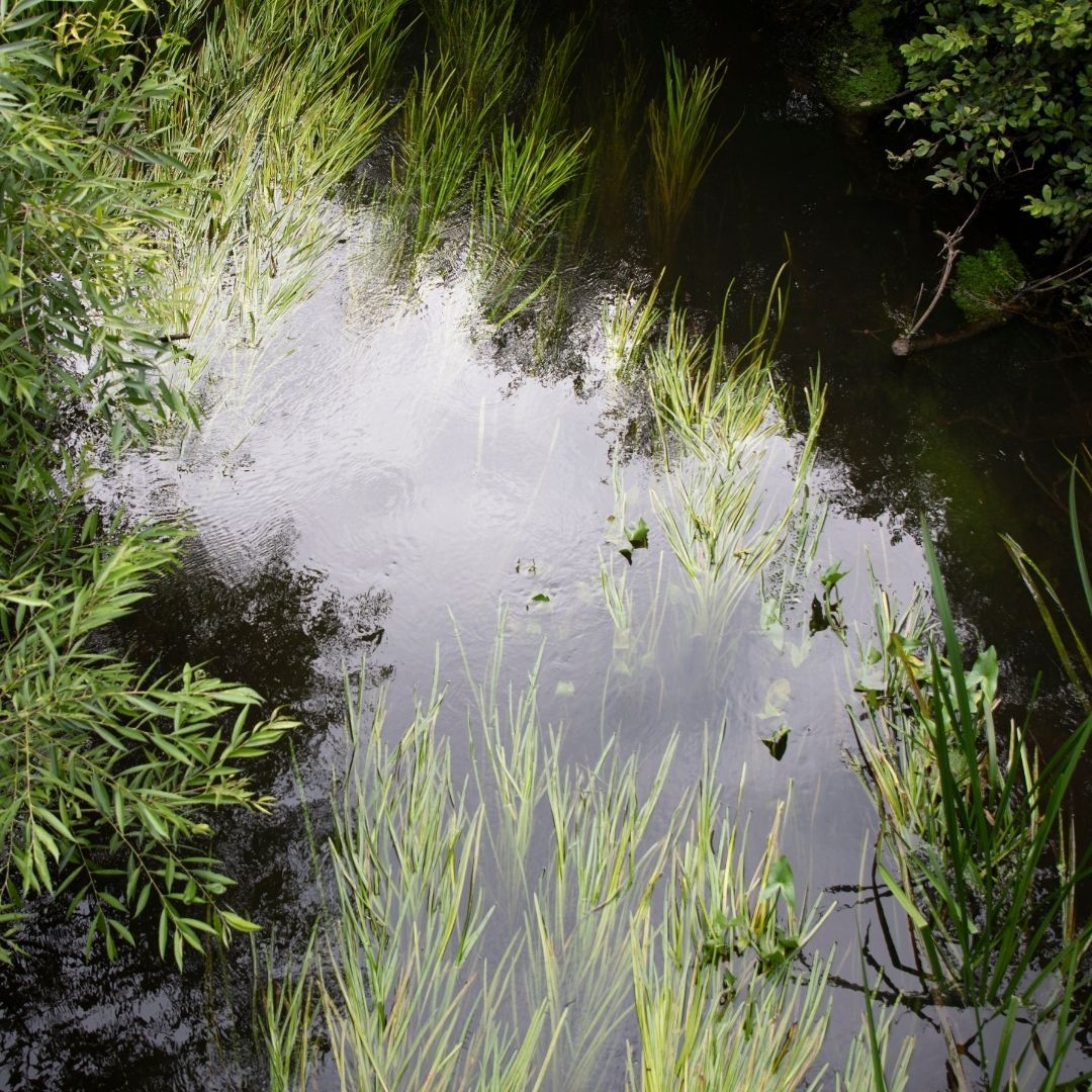 A stream flowing through a woodland