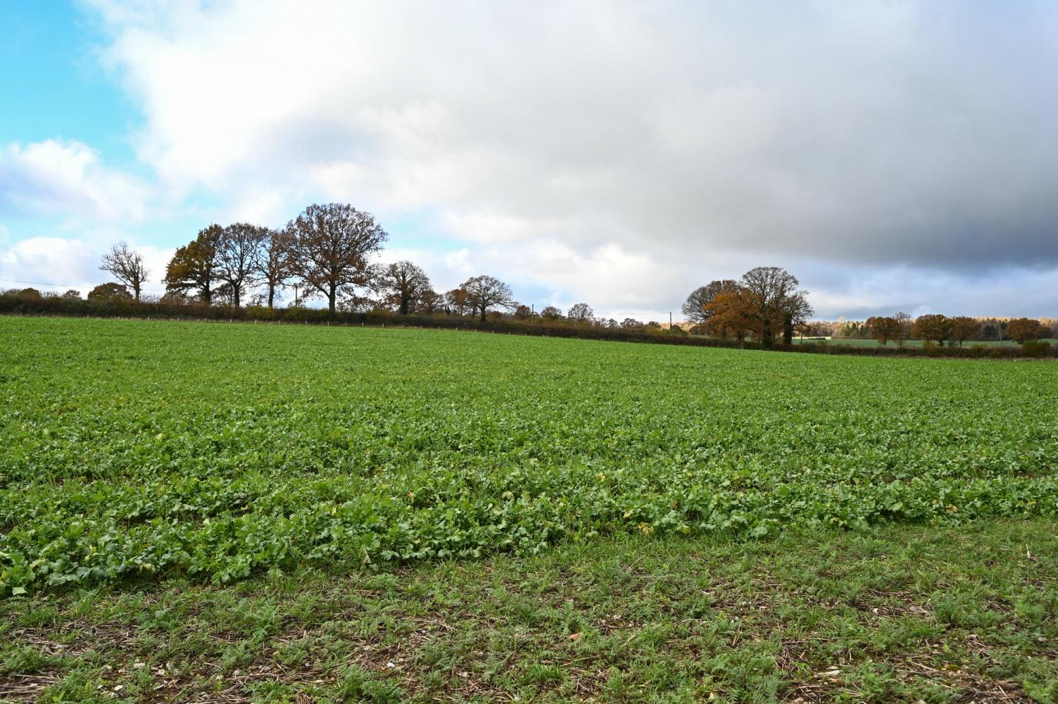 A field of covercrops on a partialy cloudy day 