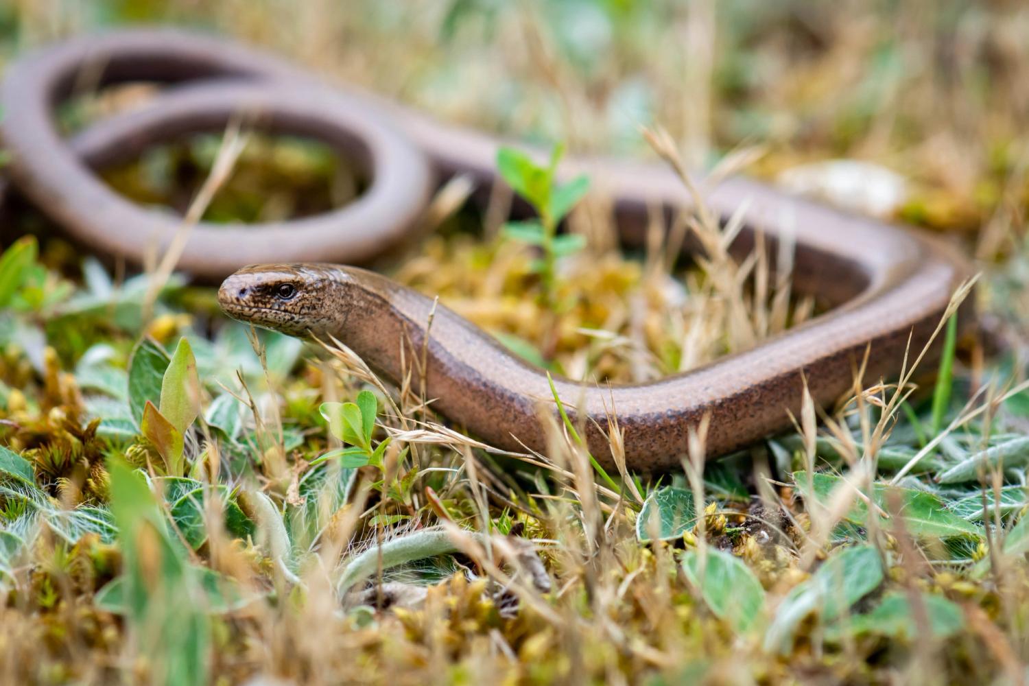 Photo shows a close up of a slow worm whilst it move along the ground. 